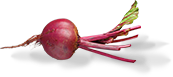 Beet